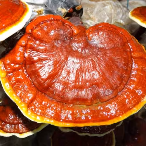 پودر عصاره گانودرما (ریشی) بالک 50 گرمی