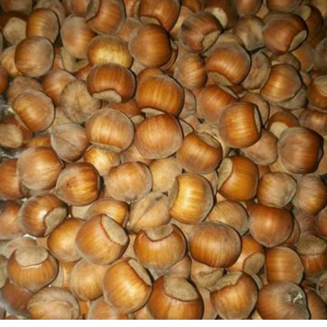 فندوق  خشک ییلاق اشکورگیلان (متوسط)