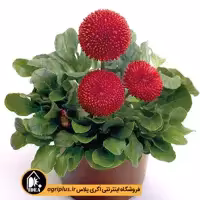 بذر گل مینا چمنی Tasso بیناری