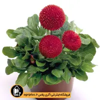 بذر گل مینا چمنی Tasso بیناری
