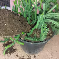 کود جنگلی بیولوژیک(طبیعی) اشکور 3000 گرمی