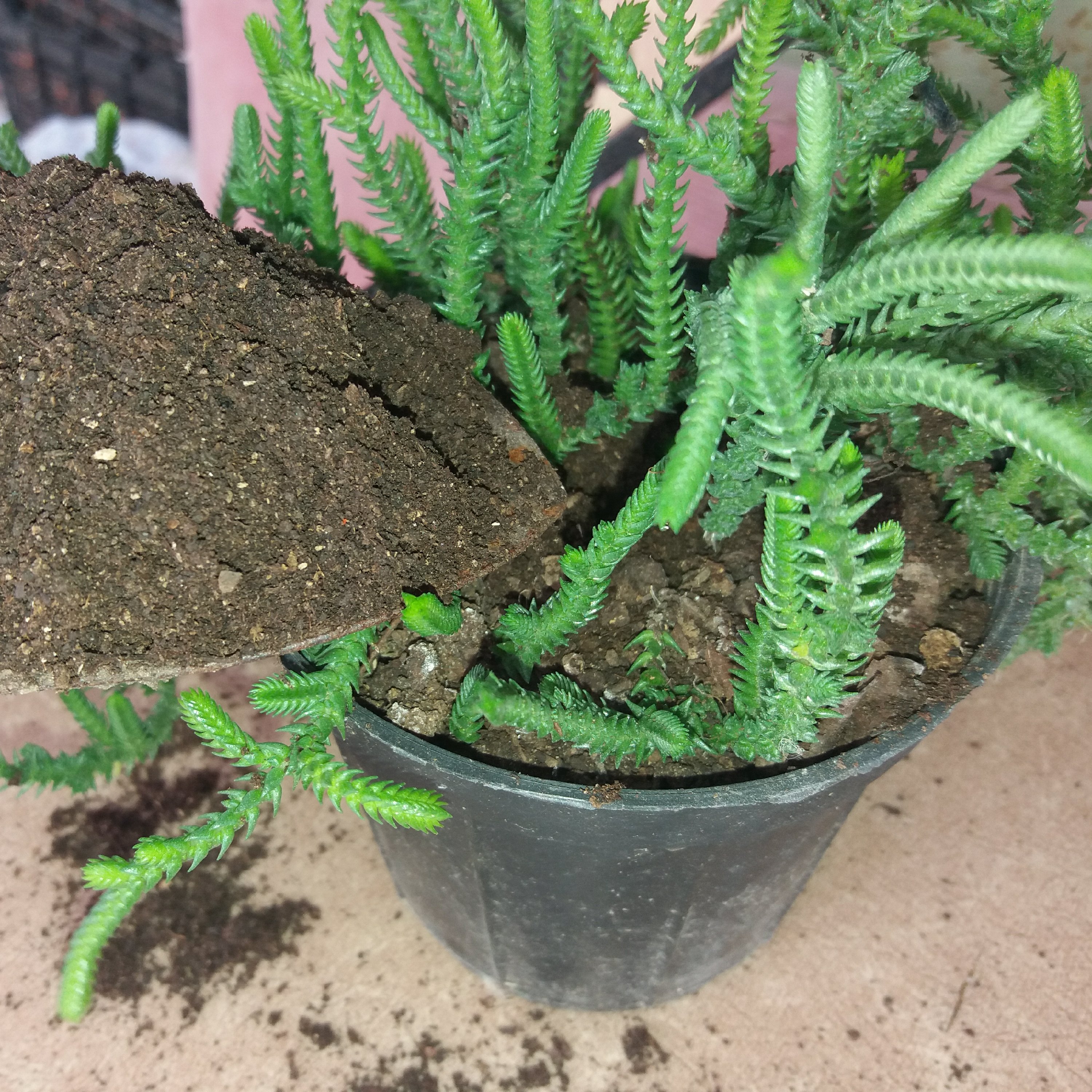 کود جنگلی بیولوژیک(طبیعی) اشکور 3000 گرمی