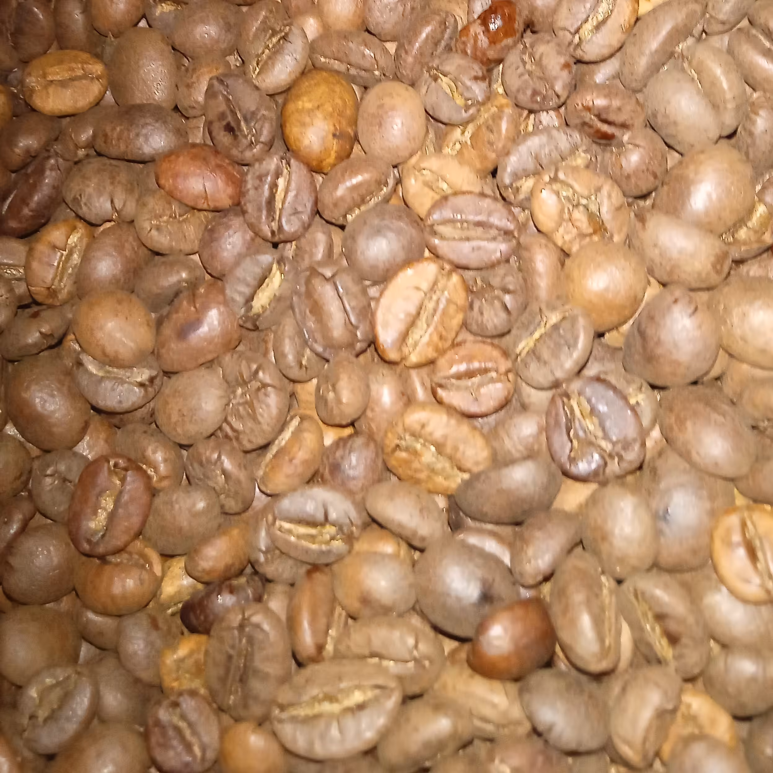 دان قهوه ویتنام  500گرم