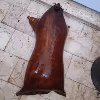 مشک سنتی ماست 10لیتری