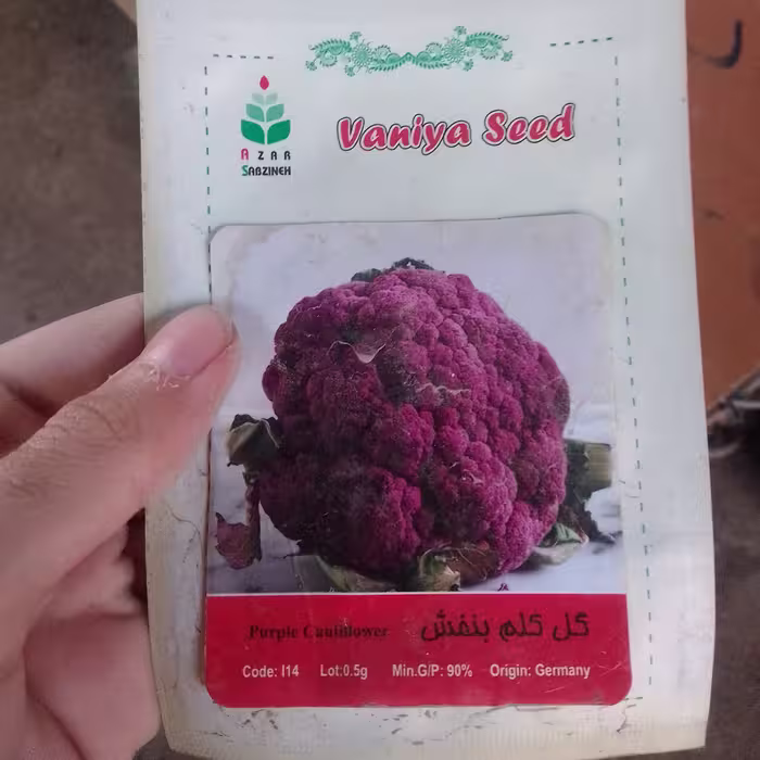 بذر گل کلم بنفش