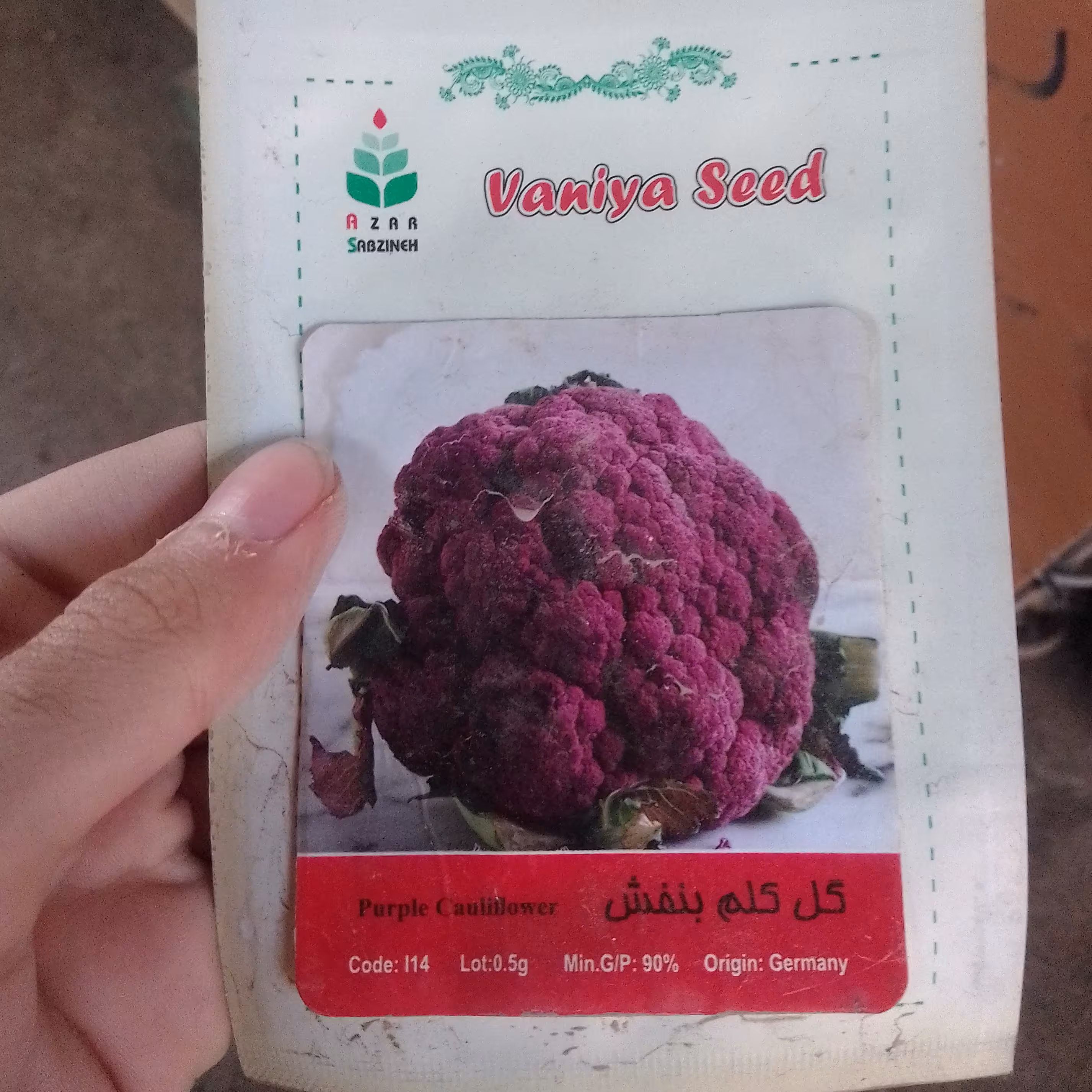 بذر گل کلم بنفش