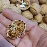 گردو بلغاری