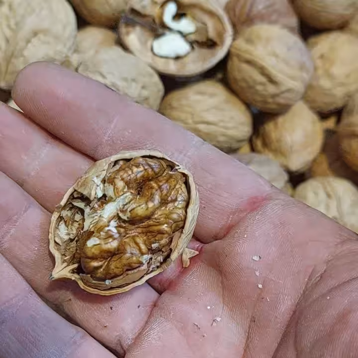 گردو بلغاری