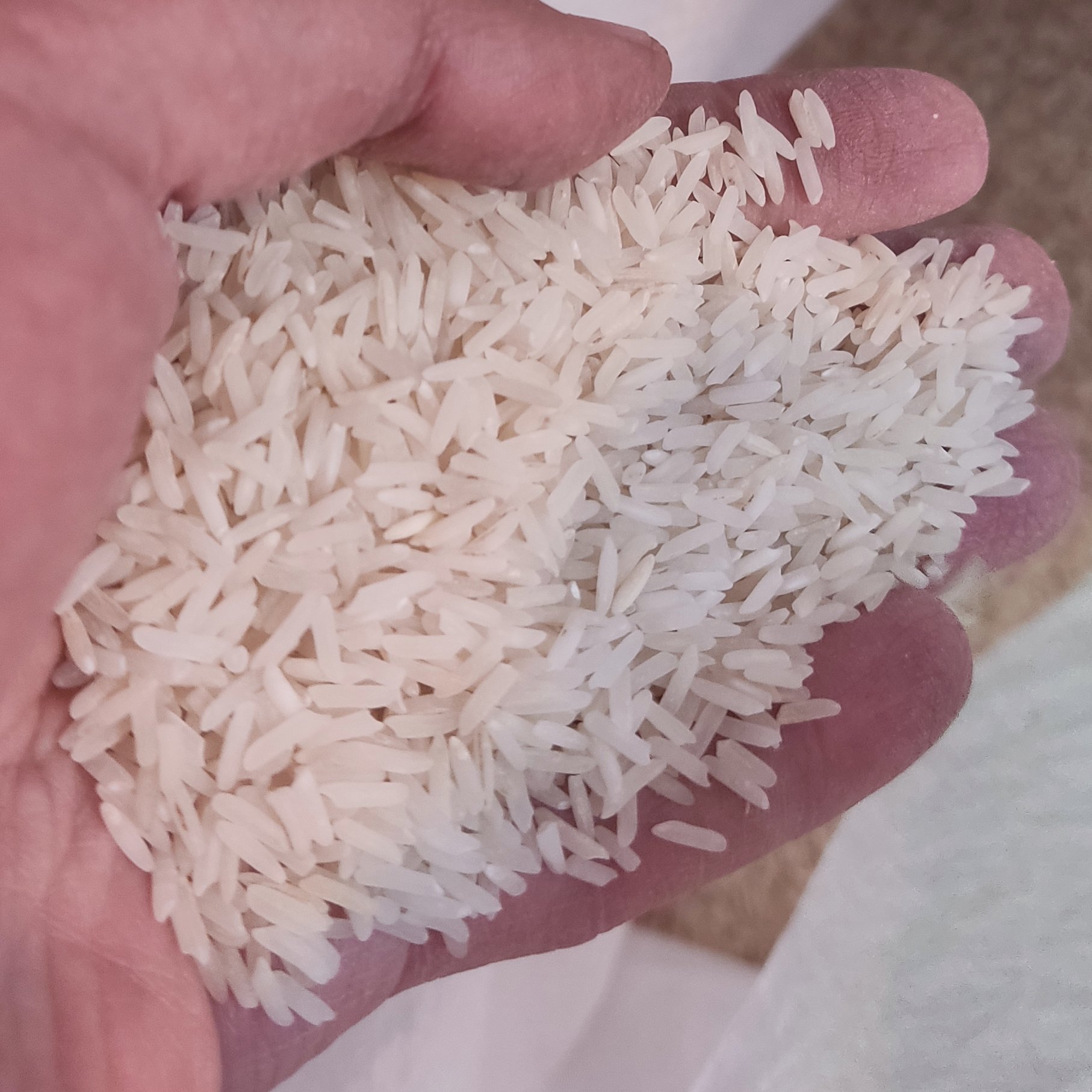 برنج طارم استخوانی محلی مازندران با خرید هر صدکیلو ارسال رایگان