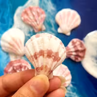 صدف پاپیونی 