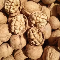 گردو کاغذی خوشمزه درجه 1 و چرب (با ضمانت بازگشت)