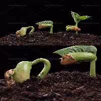 عکس جوانه لوبیا با کیفیت | گرافیک با طعم تربچه