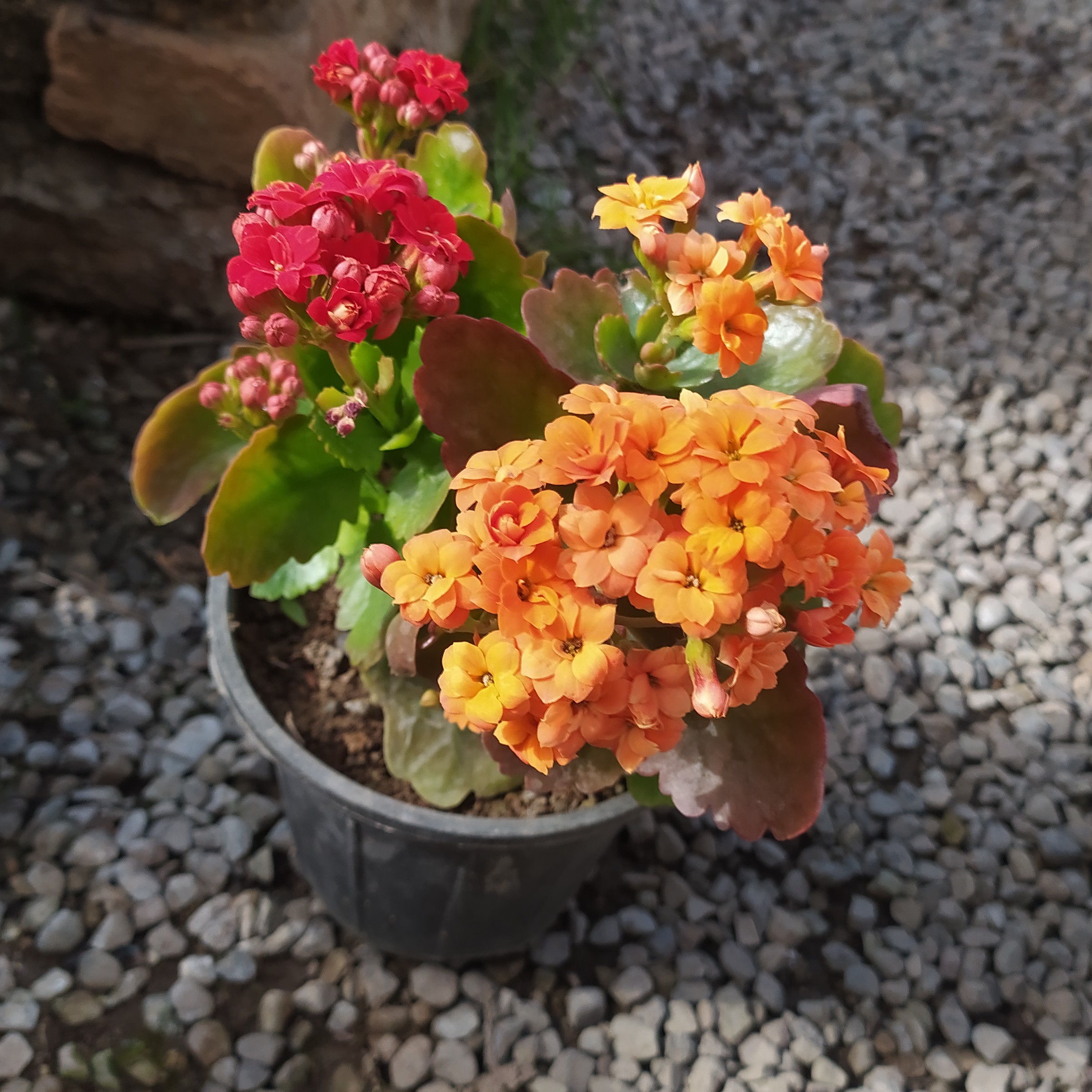 کالانکوئه kalanchoe