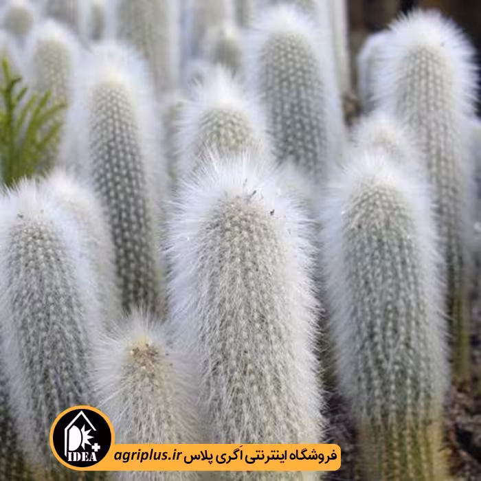 بذر کاکتوس Cleistorcactus Straussii