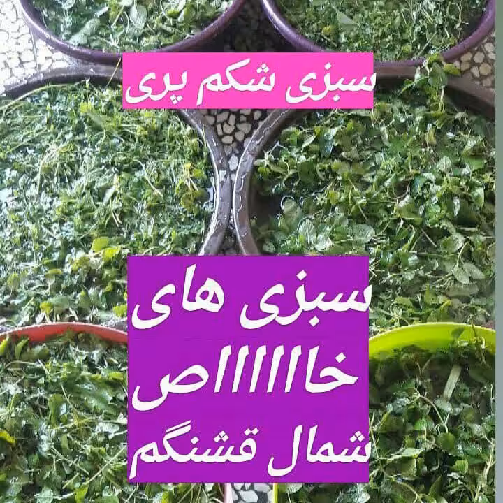 سبزی شکم پری شمال