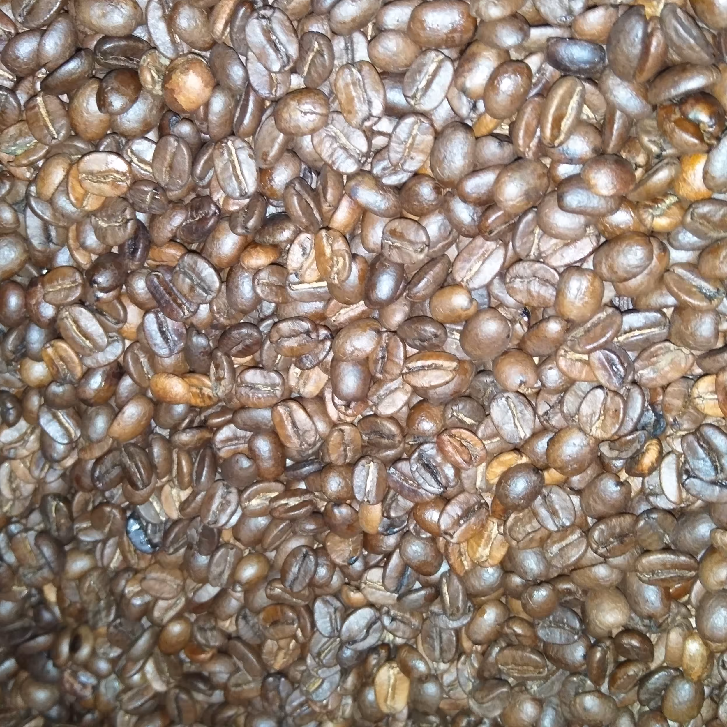 دانه قهوه 100% روبستا. روست مدیوم. کافیئن متوسط. 