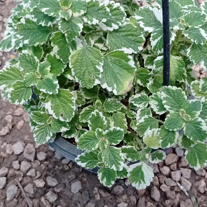 حسن یوسف عطری