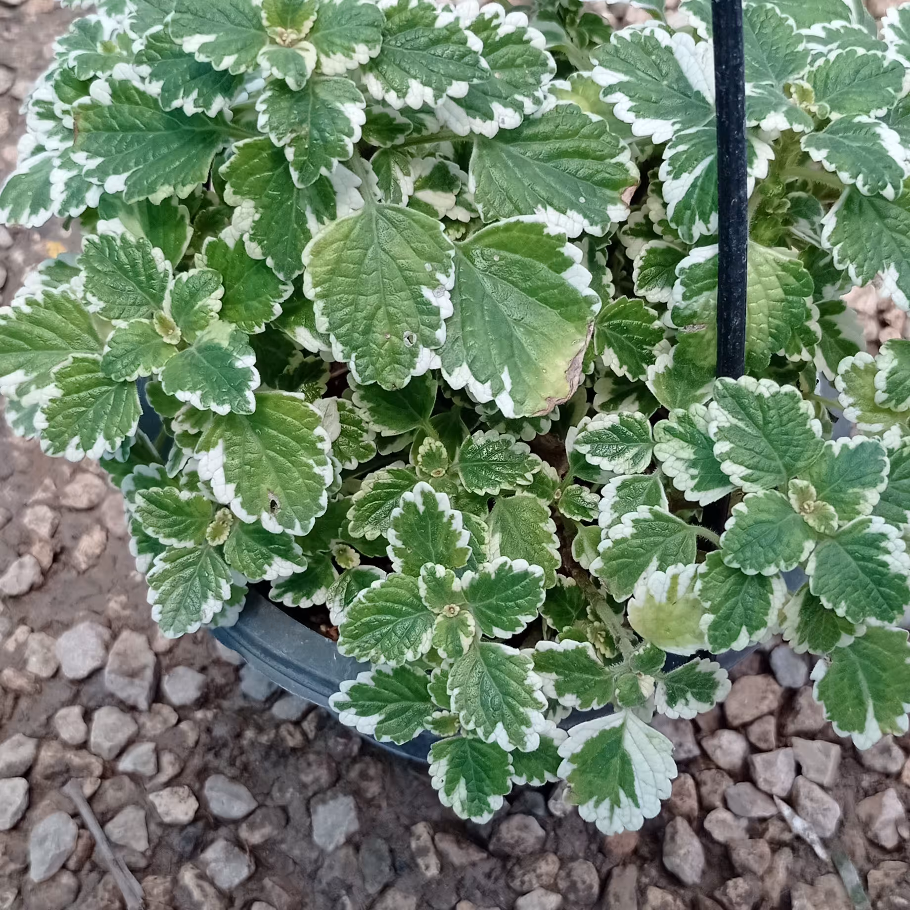 حسن یوسف عطری