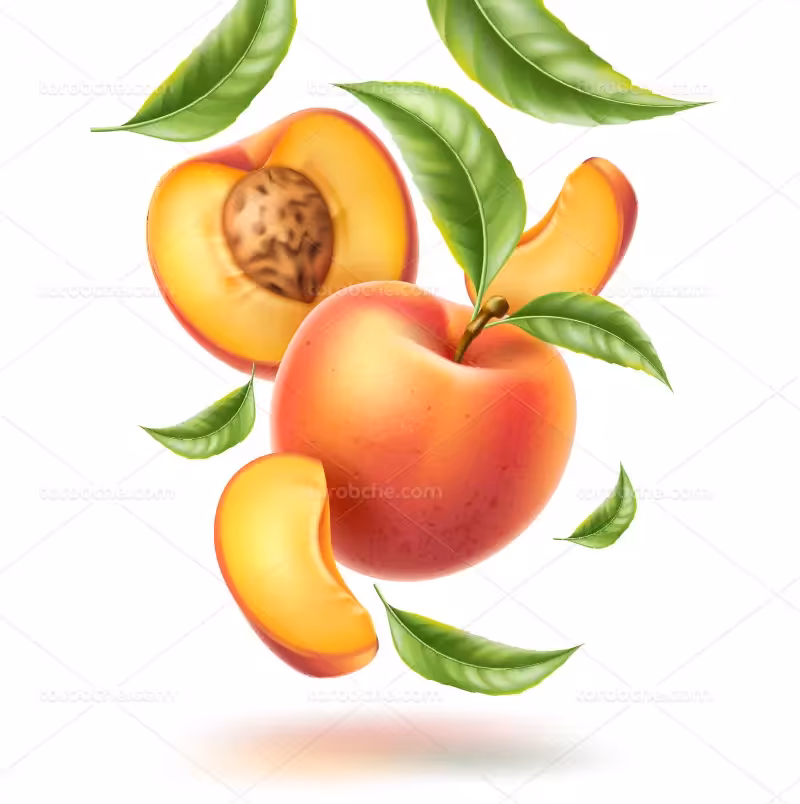 وکتور هلو | گرافیک با طعم تربچه