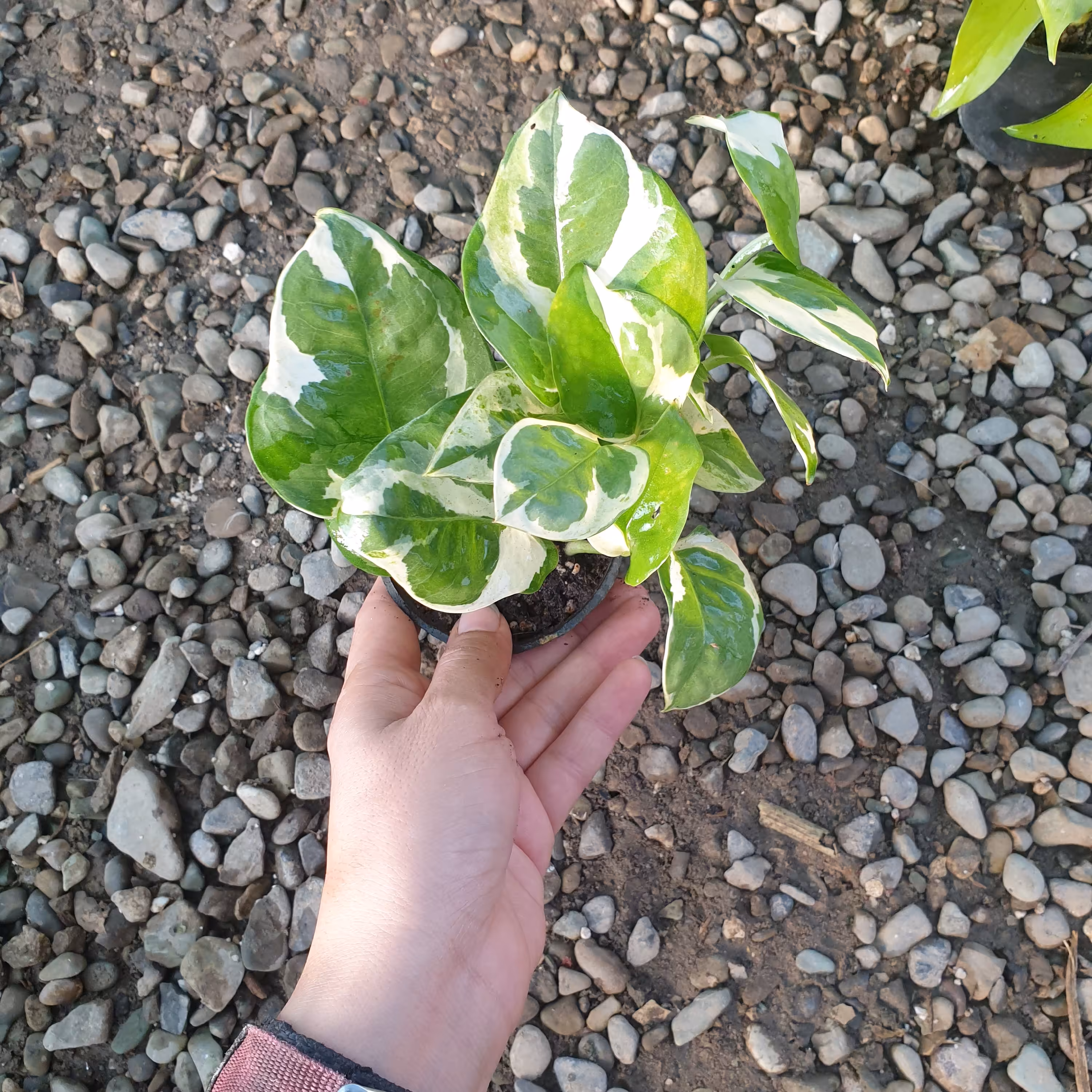 پتوس ارتشی ( 250 تومن از غرفمون خرید بشه  برای هر دومون بصرفه تر میشه🥰)(هزینه ارسال پسکرایه) 