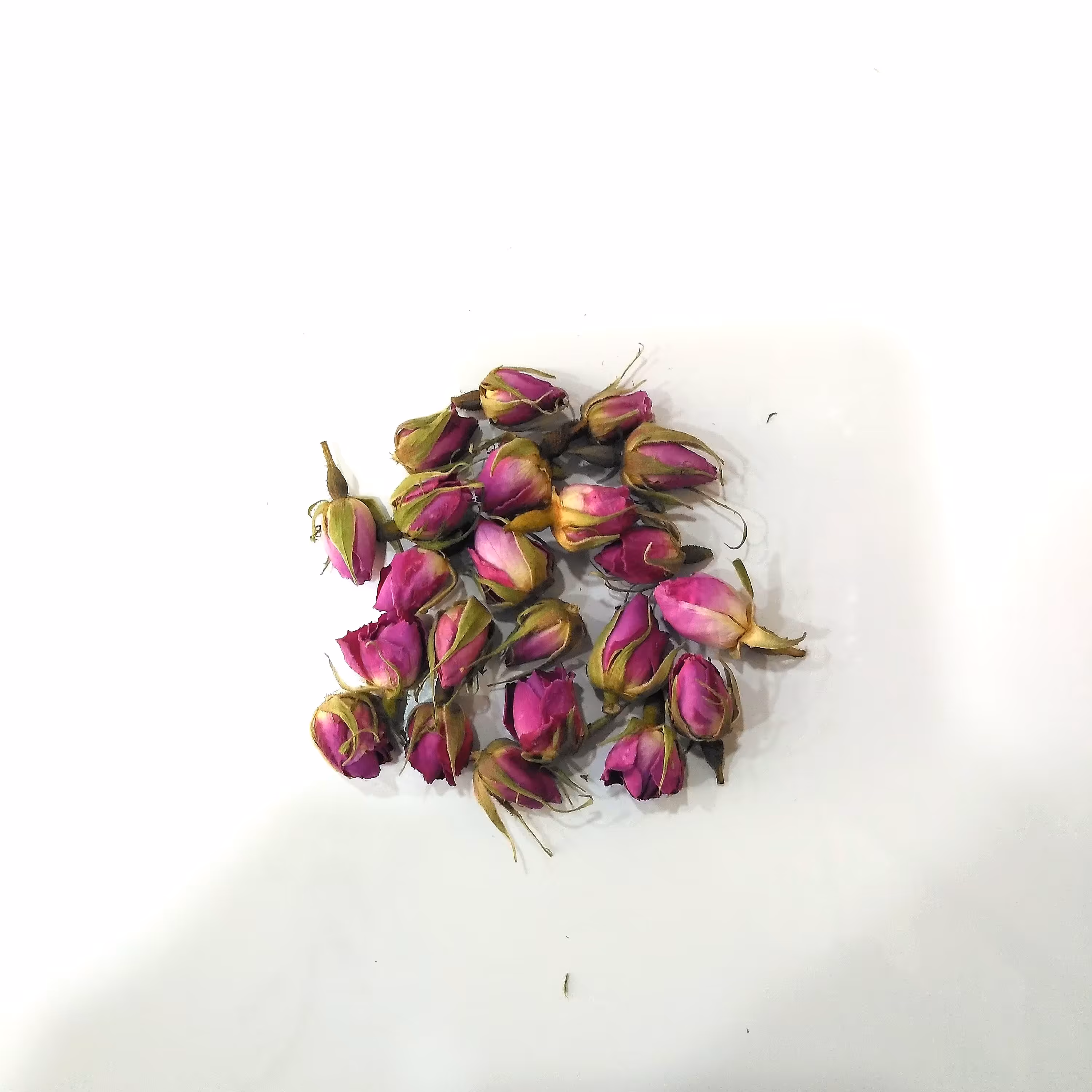 غنچه گل محمدی