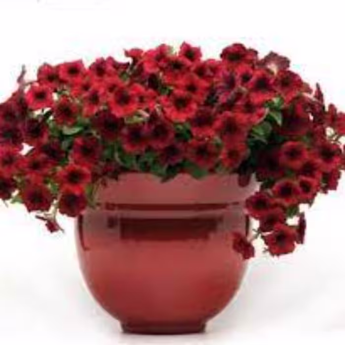 بذر  گل اطلسی حنایی 100 عددی