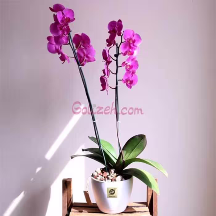 گل ارکیده صورتی