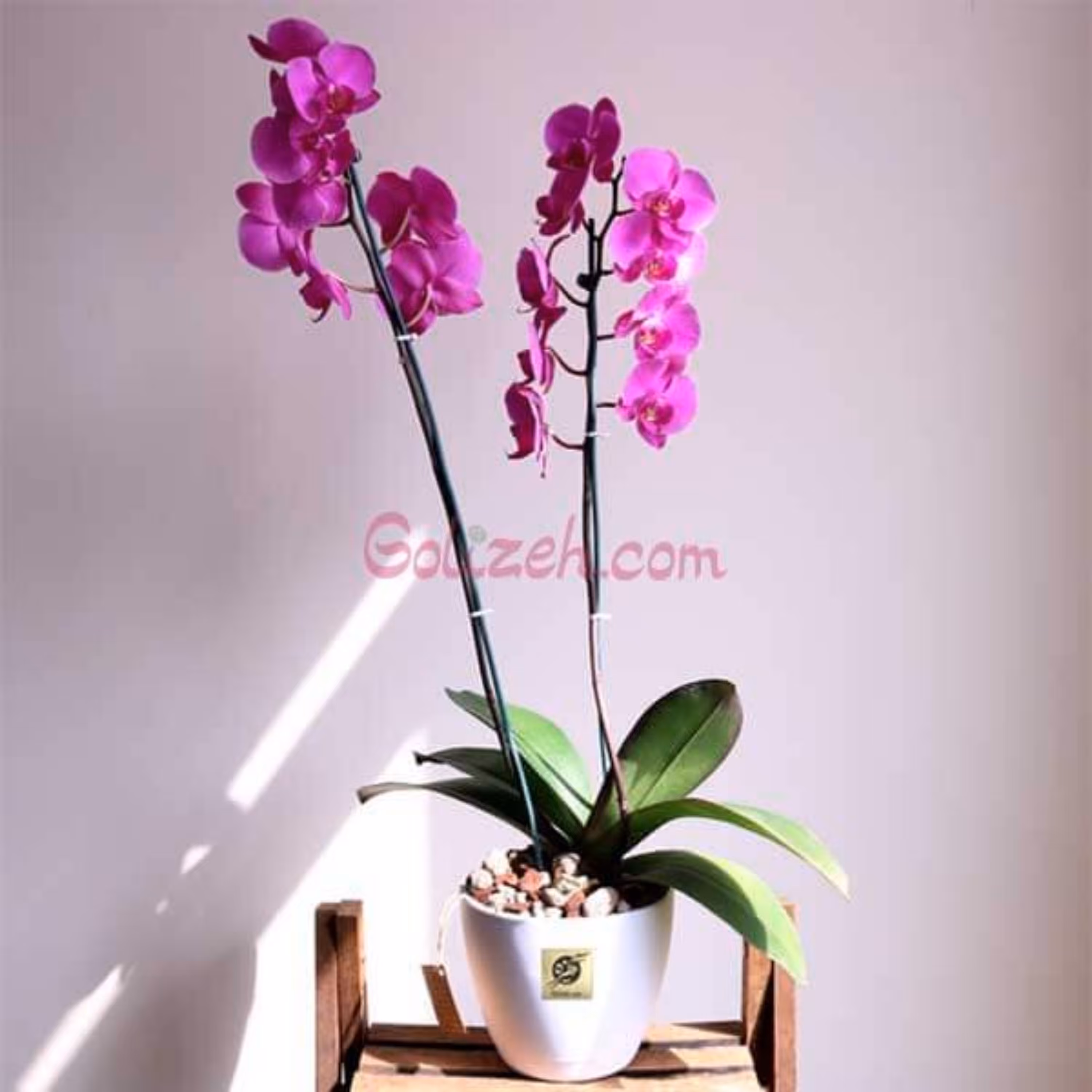 گل ارکیده صورتی