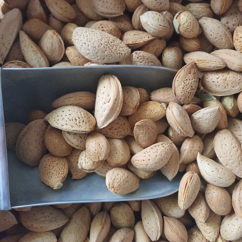 بادام سنگی شیرین ( 1 کیلوگرمی ) فروشگاه بدیسا