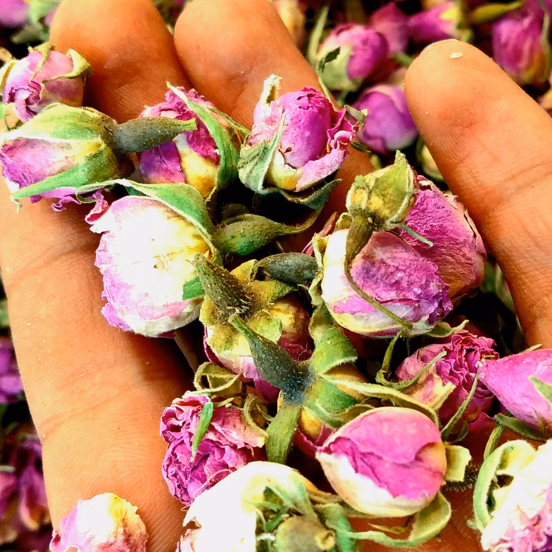 غنچه گل محمدی اعلا  پنجاه گرمی 