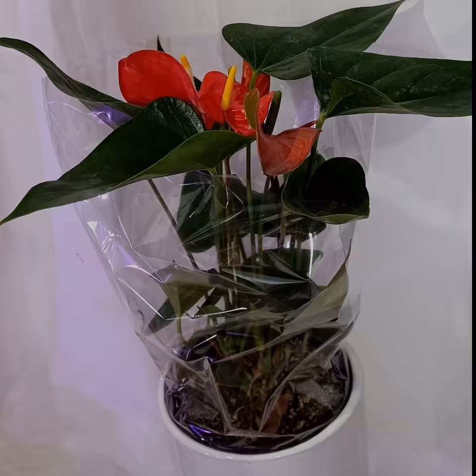 گل انتوریوم(بهترین کادو برای روز  زن و مادر)
