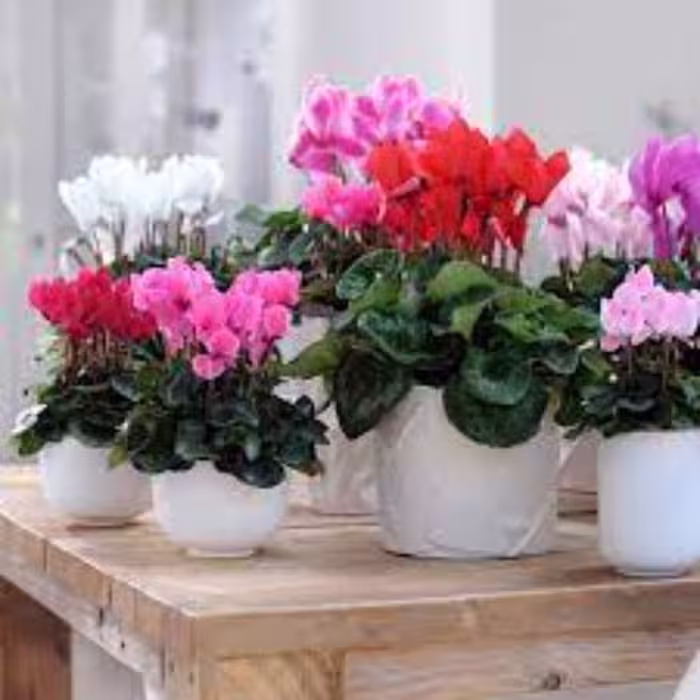 بذر گل سیکلامن گلبرگ دوتایی میکس2عددی