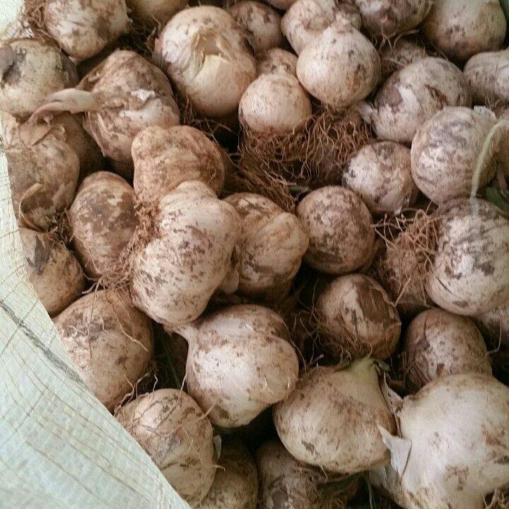 موسیرارگانیک (کوهی) تازه همدان(پنج کیلویی)