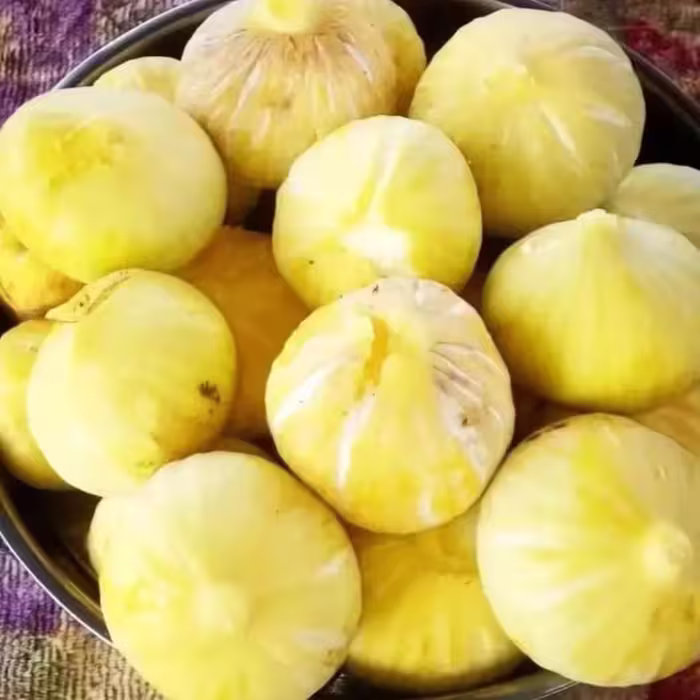 نهال انجیر زرد عسلی  ،(هزینه ارسال رایگان نیست و به عهده خود مشتری میباشد )