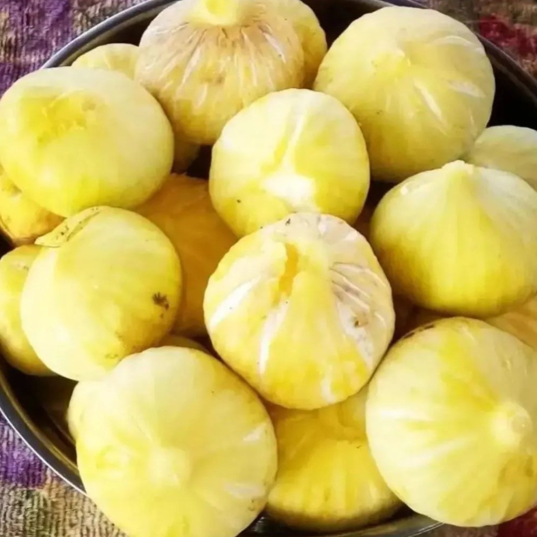 نهال انجیر زرد عسلی ،(هزینه ارسال رایگان نیست و به عهده خود مشتری میباشد )