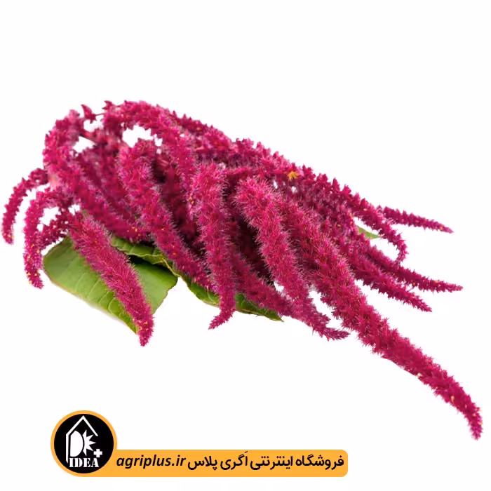 بذر گل آشلانتوس دم اسبی (آمارانتوس نخلی)
