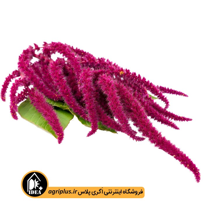 بذر گل آشلانتوس دم اسبی (آمارانتوس نخلی)