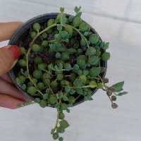 غوره ای