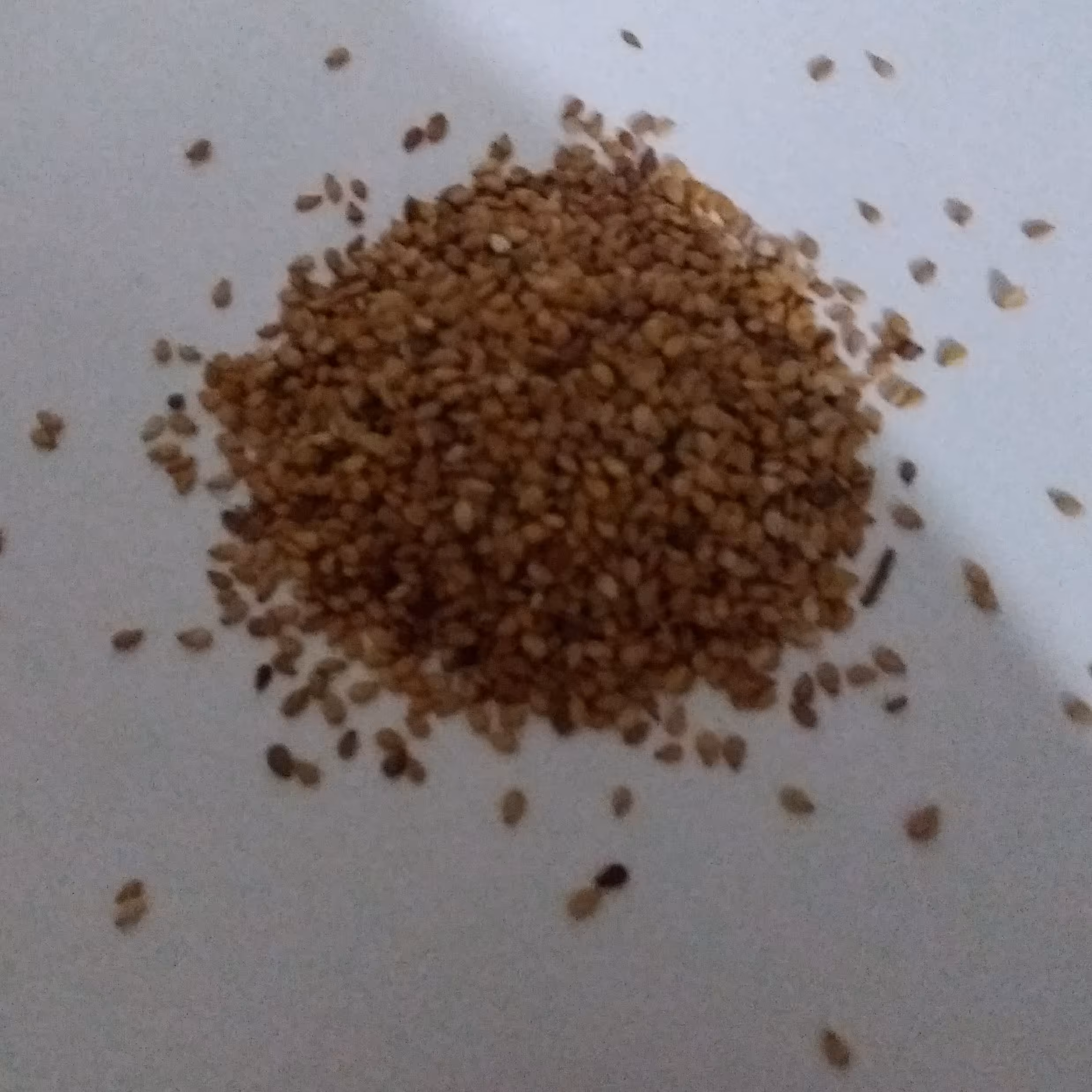 کنجد شمال 1کیلویی