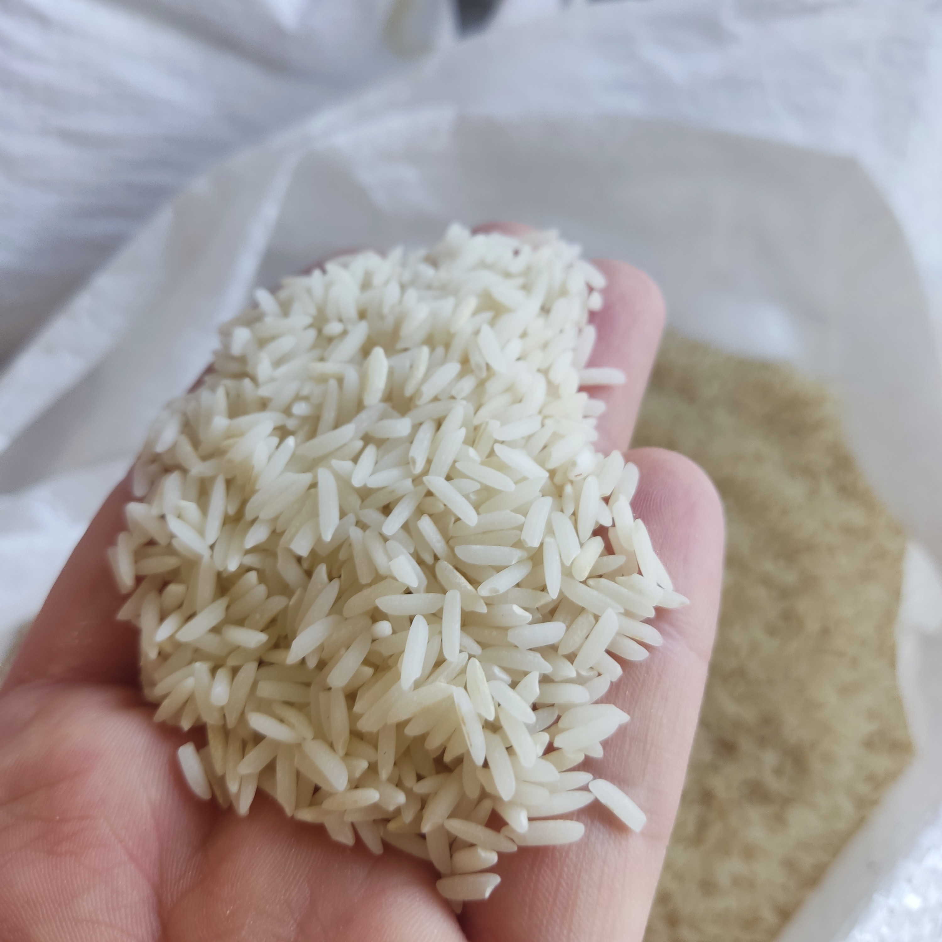 برنج هاشمی سورتینگ شده درجه یک خوش عطر خوش پخت در بسته های 10 کیلویی