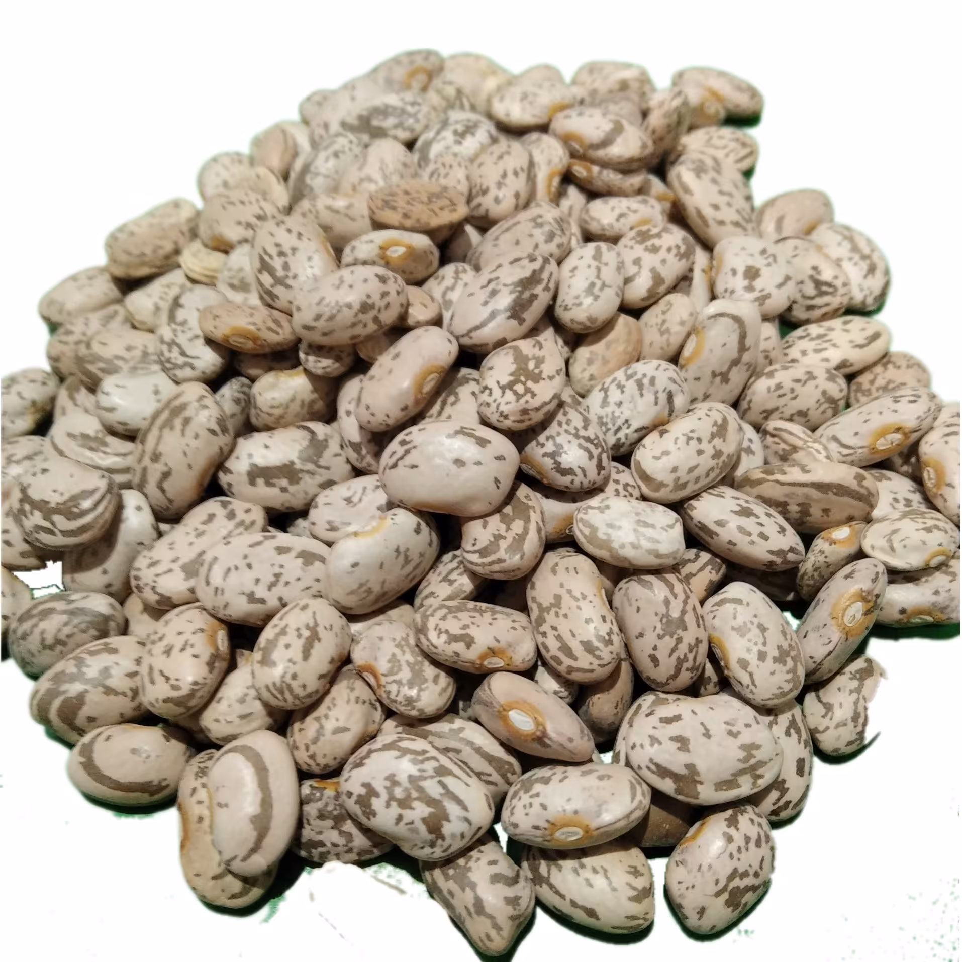 لوبیا چیتی ارسال رایگان 