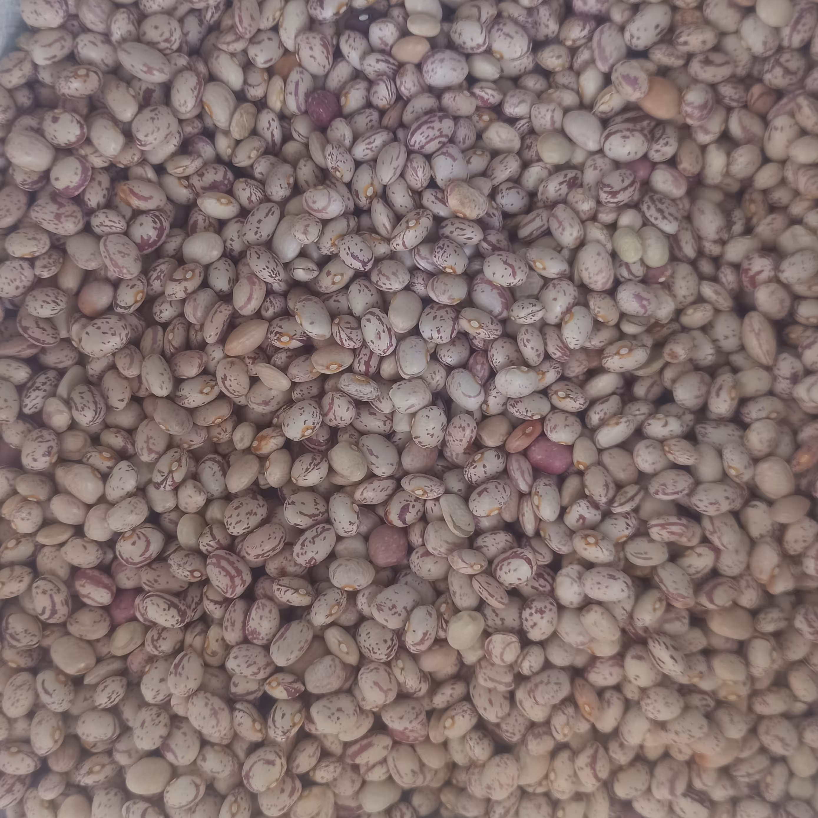 لوبیا چیتی را