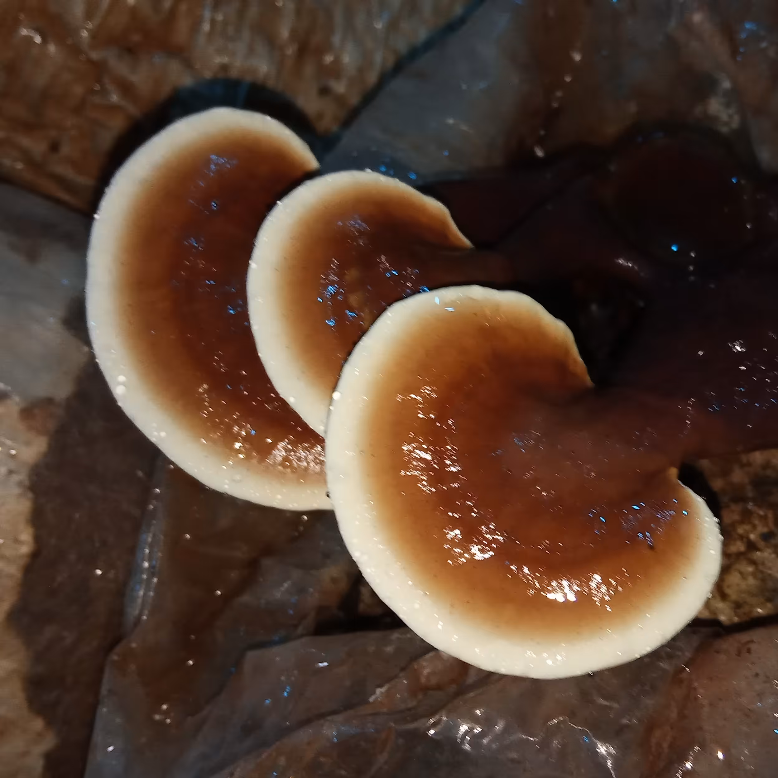 قارچ گانودرما لوسیدوم قرمز  100 گرم قارچ کامل اسپور دار تقویت سیستم ایمنی 