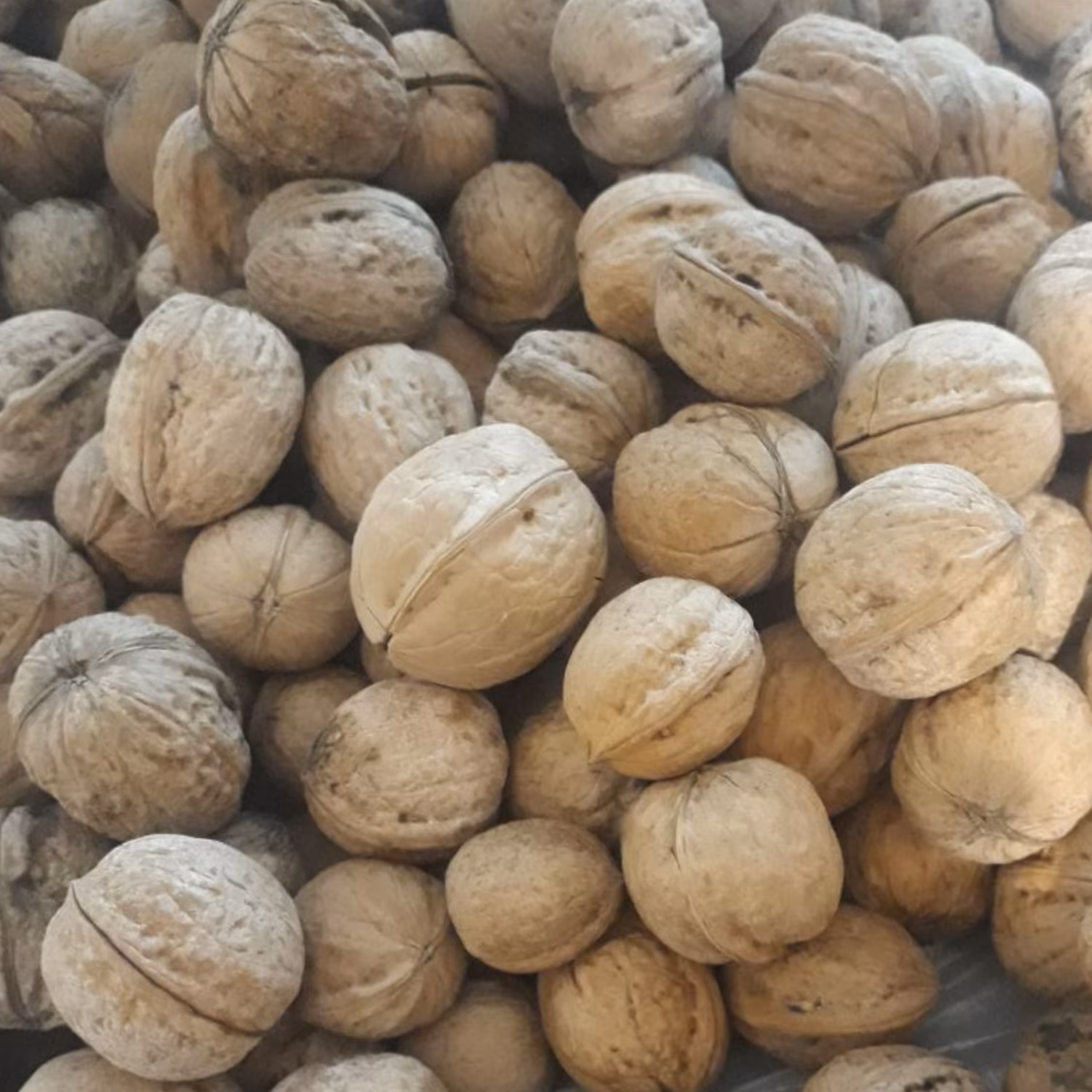 گردوی درجه یک واعلاتویسرکان