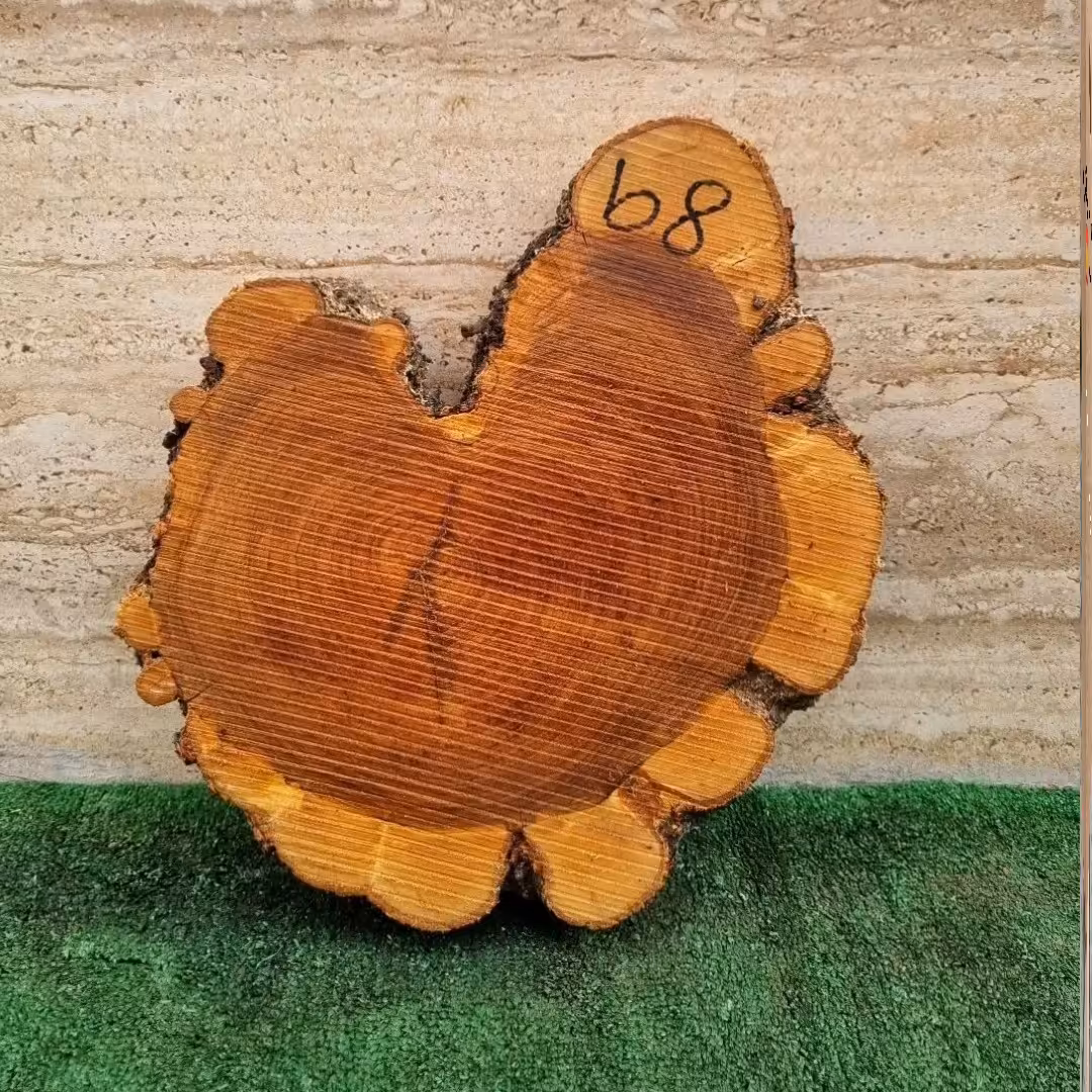 چوب کالباسی زیتون2