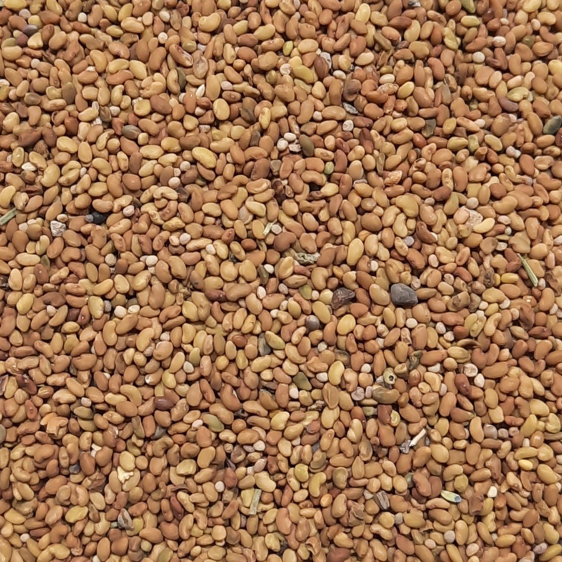 تخم یونجه خوراکی