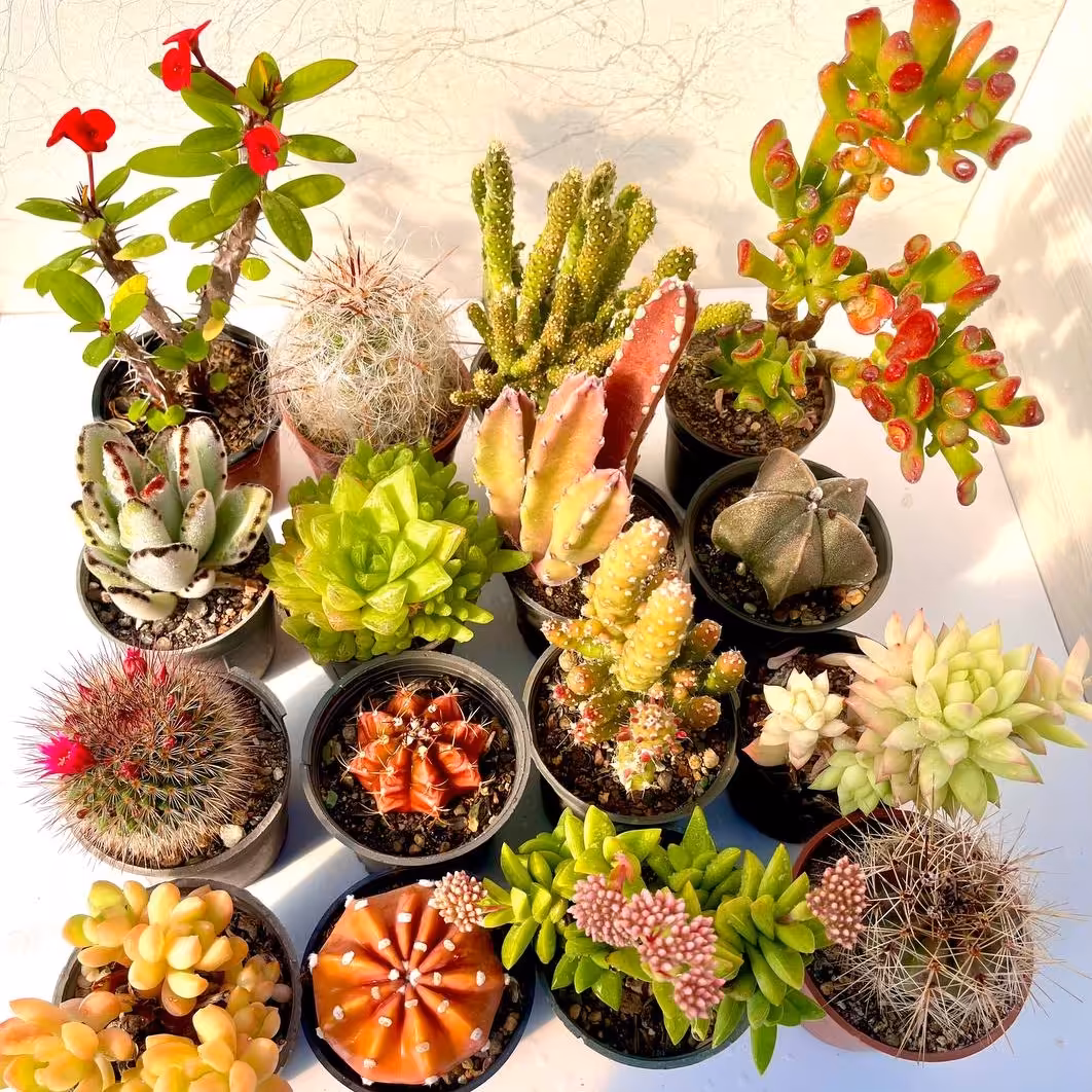 پک کاکتوس و ساکولنت 16 عددی( سایز گلدان 8) ارسال باباربری و پس کرایه
