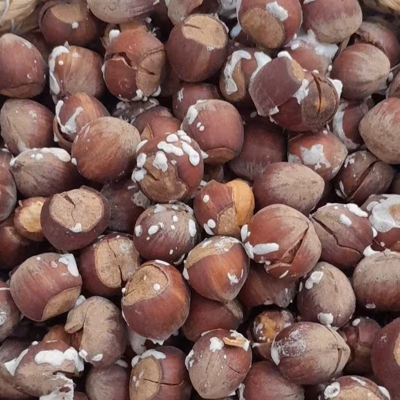 فندق بو داده درجه یک محصول ییلاق گیلان ترد و خوشمزه