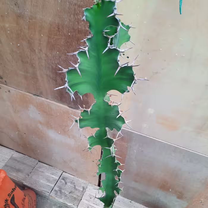 افوربیا خرچنگی