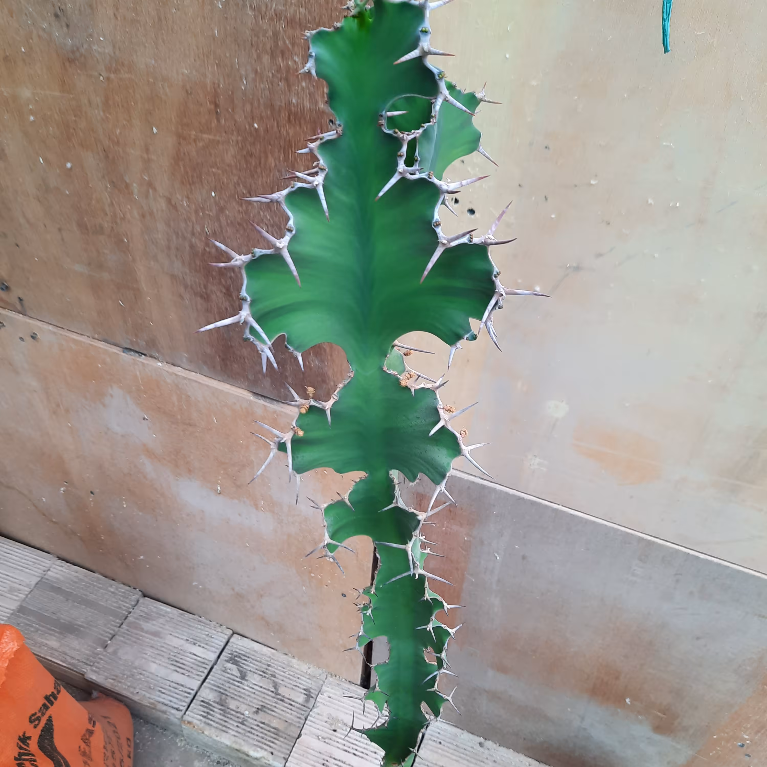 افوربیا خرچنگی